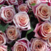 rosefyt